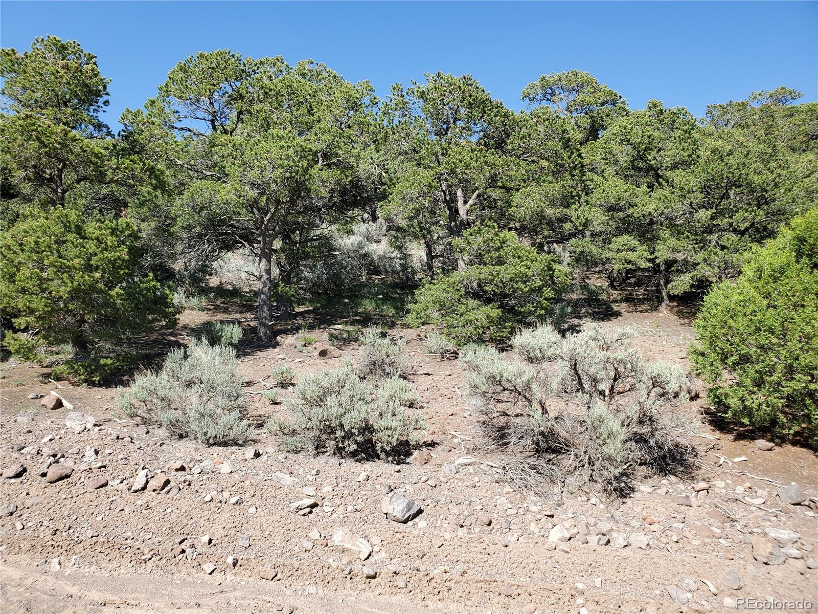 5119 Adelaida Road Fort Garland, CO 81133 - Photo 16 of 17 a view of a dry yard with trees and bushes
