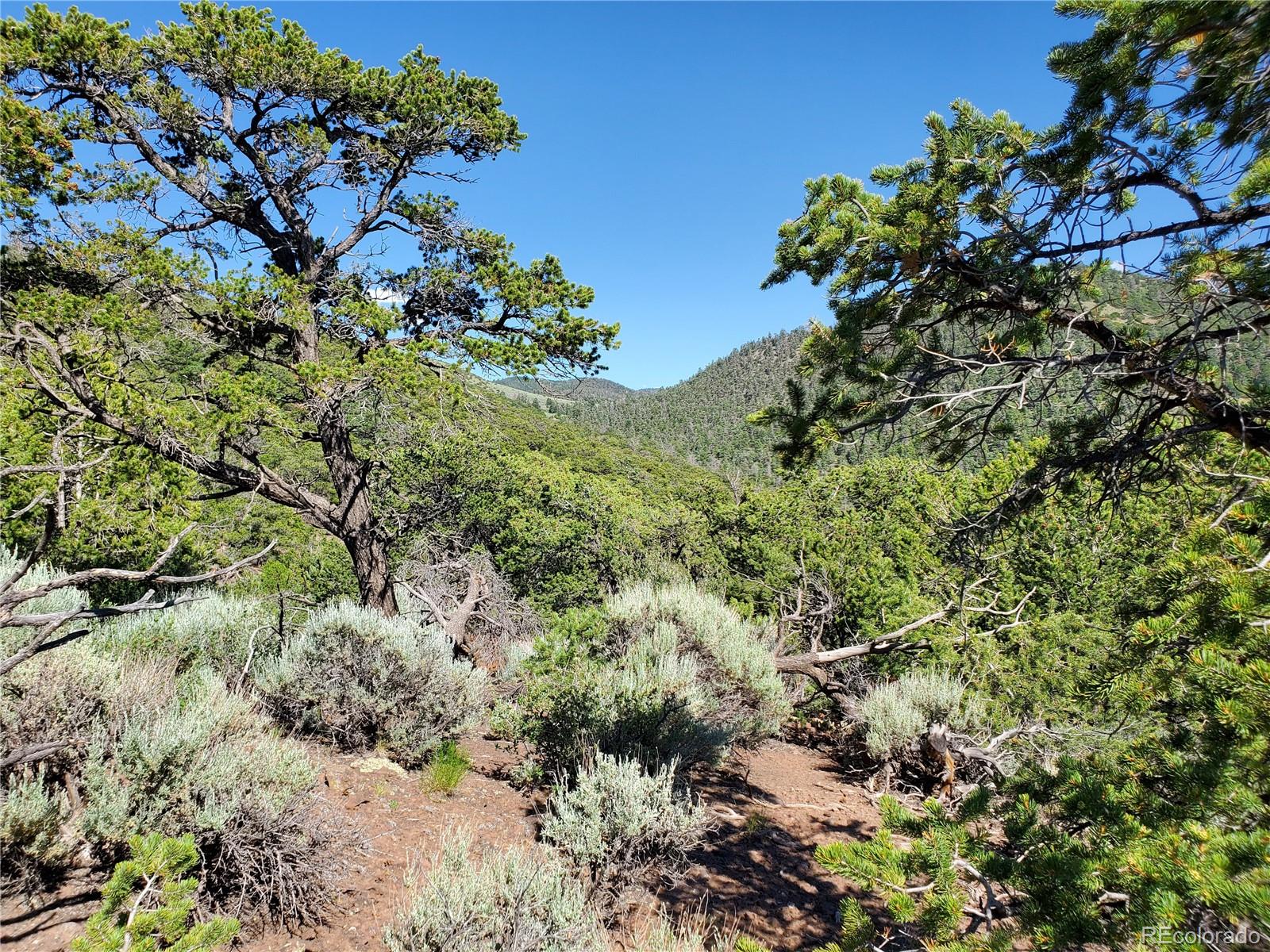 5119 Adelaida Road Fort Garland, CO 81133 - Photo 6 of 17 a view of a plant with a tree