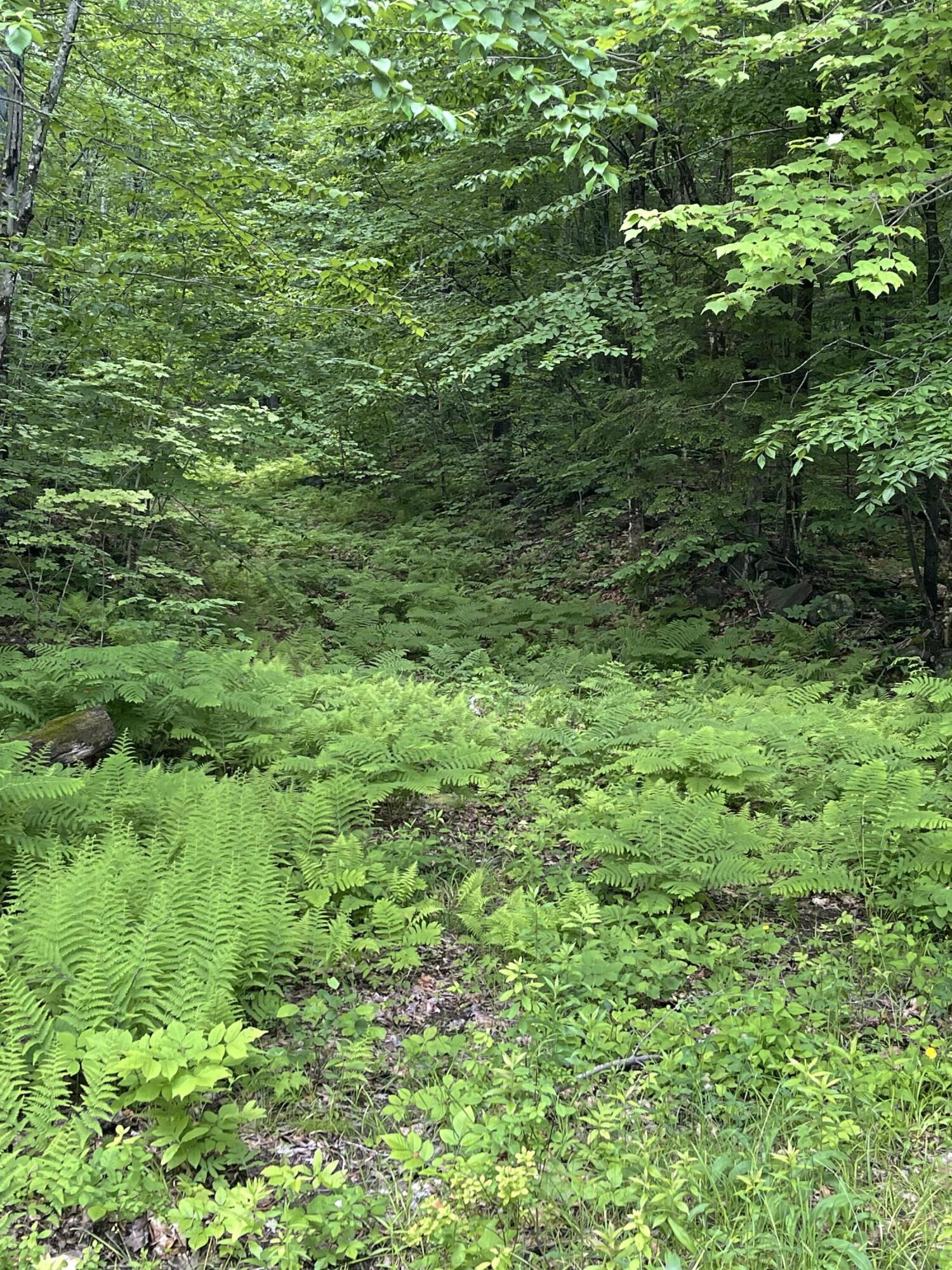 0 Ross Corner Road Shapleigh, ME 04076 - Photo 5 of 6 IMG_3938