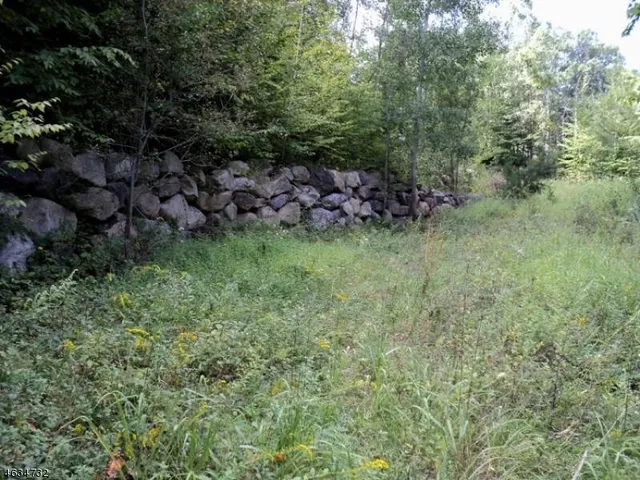 a view of a lush green forest