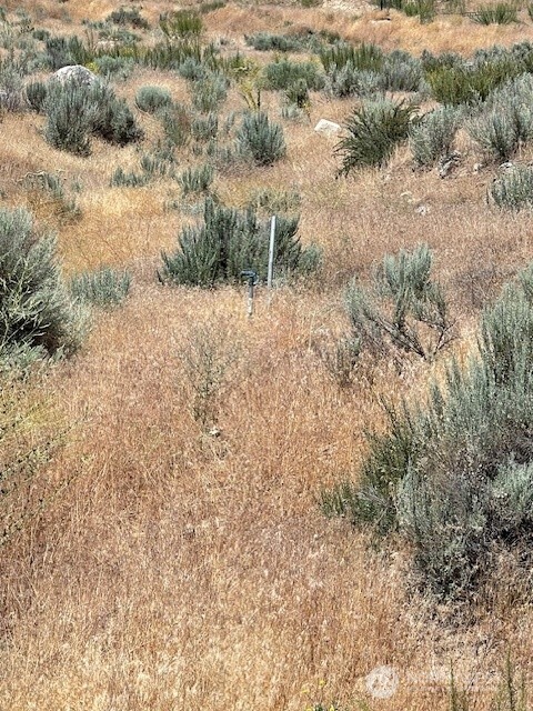 37 Osprey Nest Road Pateros, WA 98846 - Photo 6 of 13 a view of a dry yard covered with trees