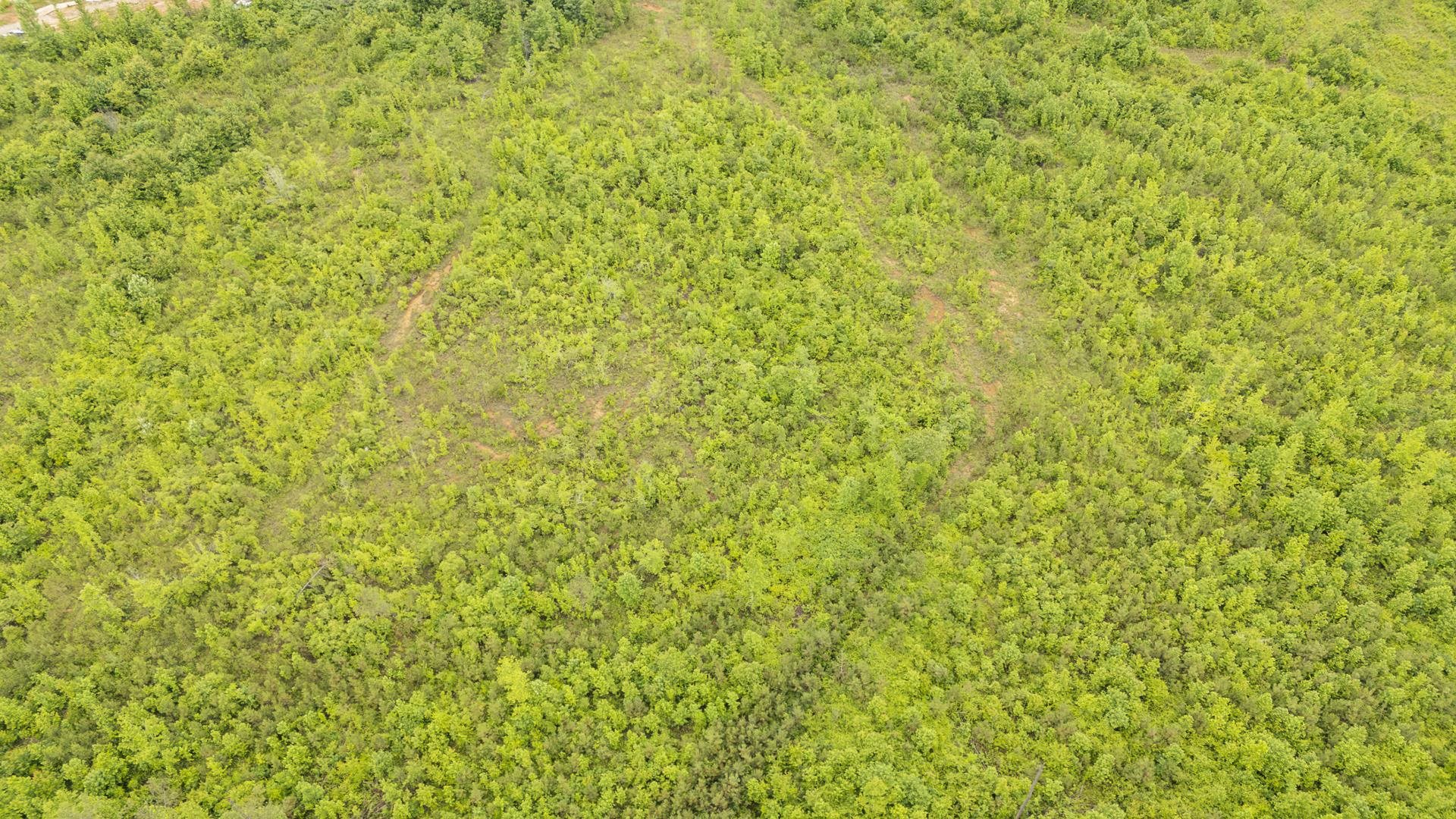 0 Leapwood Enville Road Adamsville, TN 38310 - Photo 25 of 38 a view of a small yard