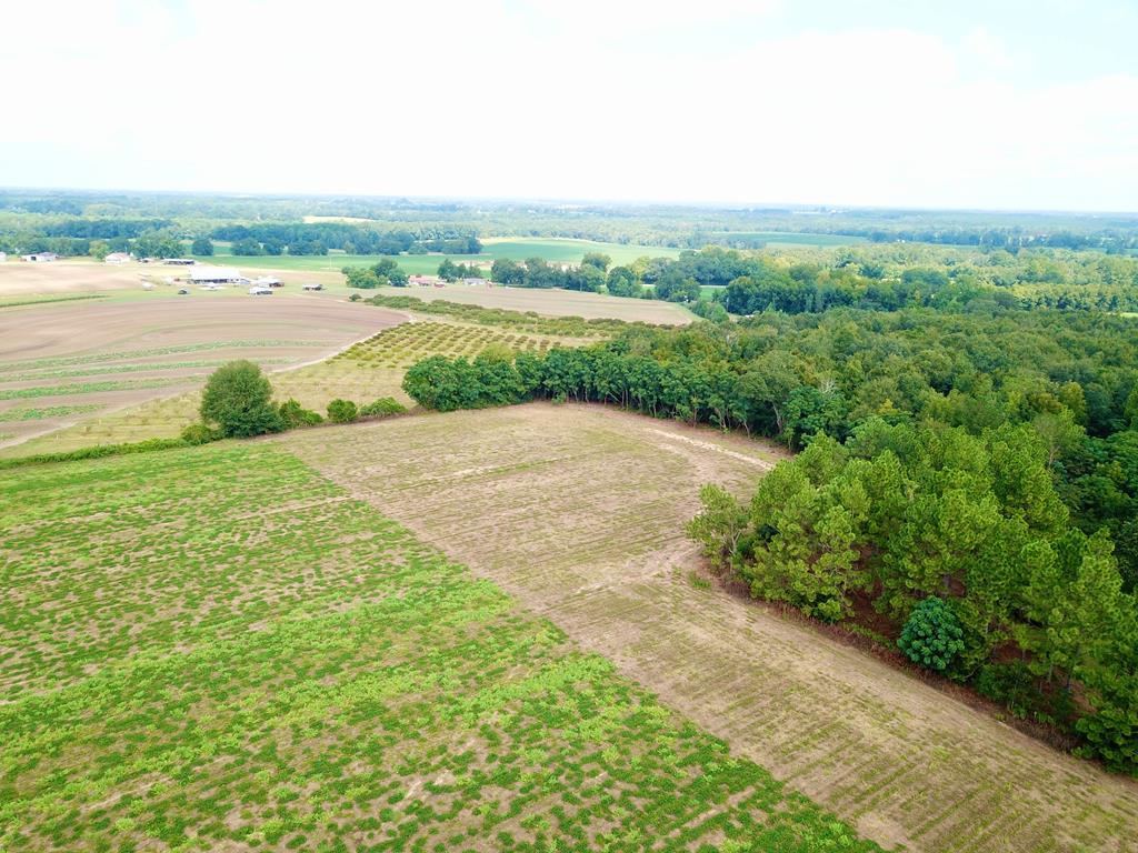 10.69-acres Summer Road Slocomb, AL 36375 - Photo 43 of 51