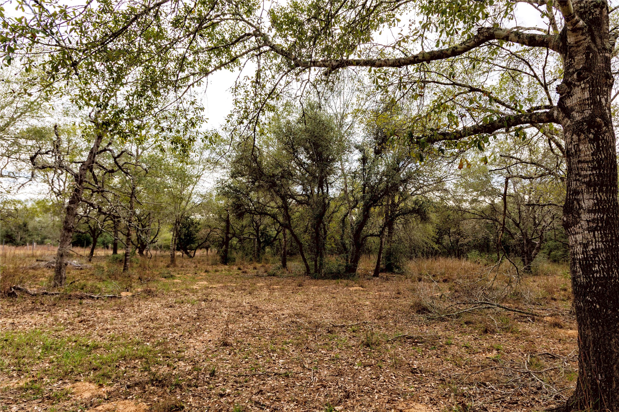 0 County Road 123 Sublime, TX 77986 - Photo 11 of 18 This beautiful piece of land offers the perfect blend of seclusion and natural charm filled with white oak trees.
