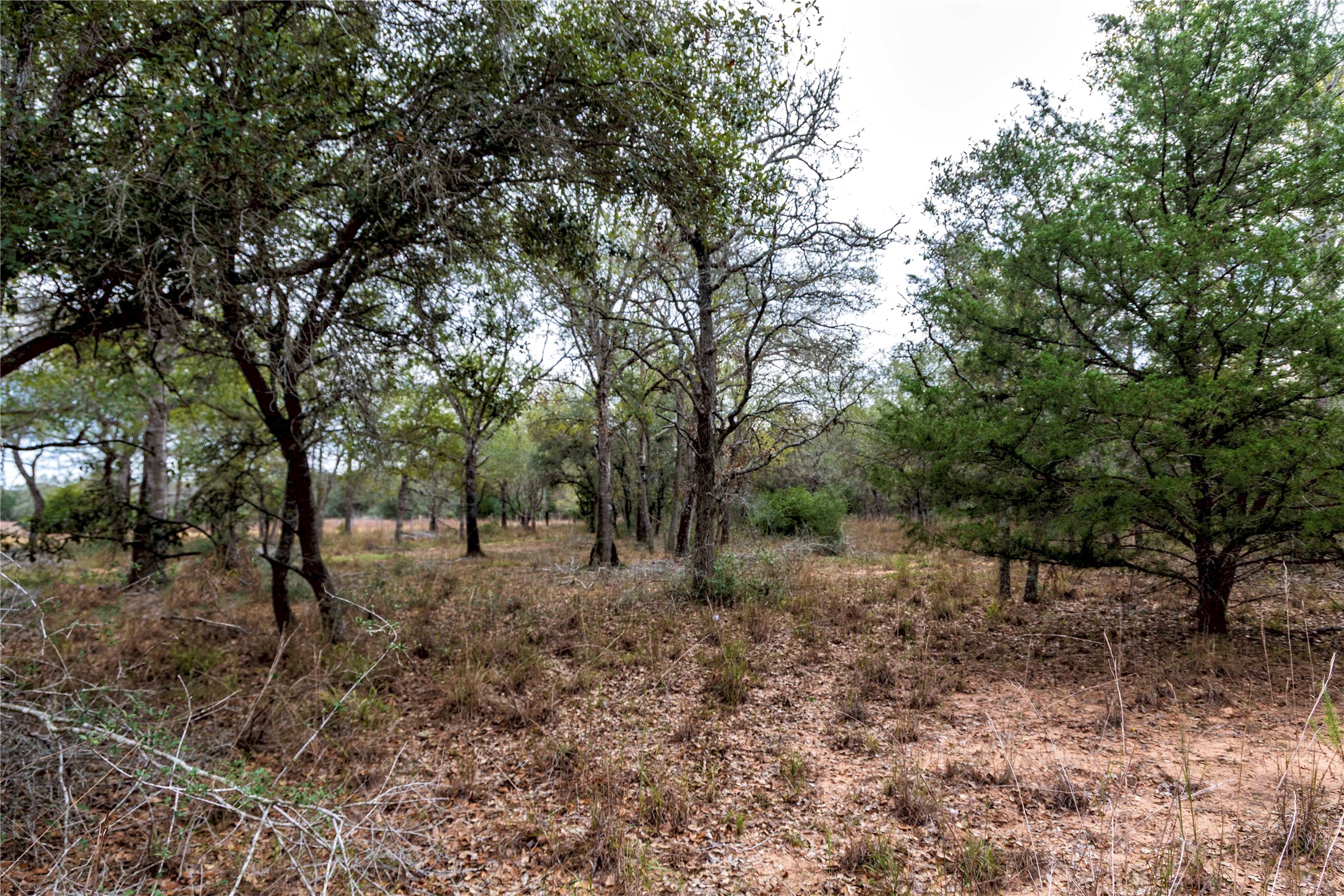 0 County Road 123 Sublime, TX 77986 - Photo 9 of 18 This beautiful piece of land offers the perfect blend of seclusion and natural charm filled with white oak trees.