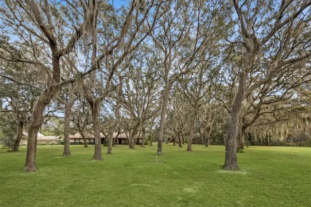 a big yard with lots of trees