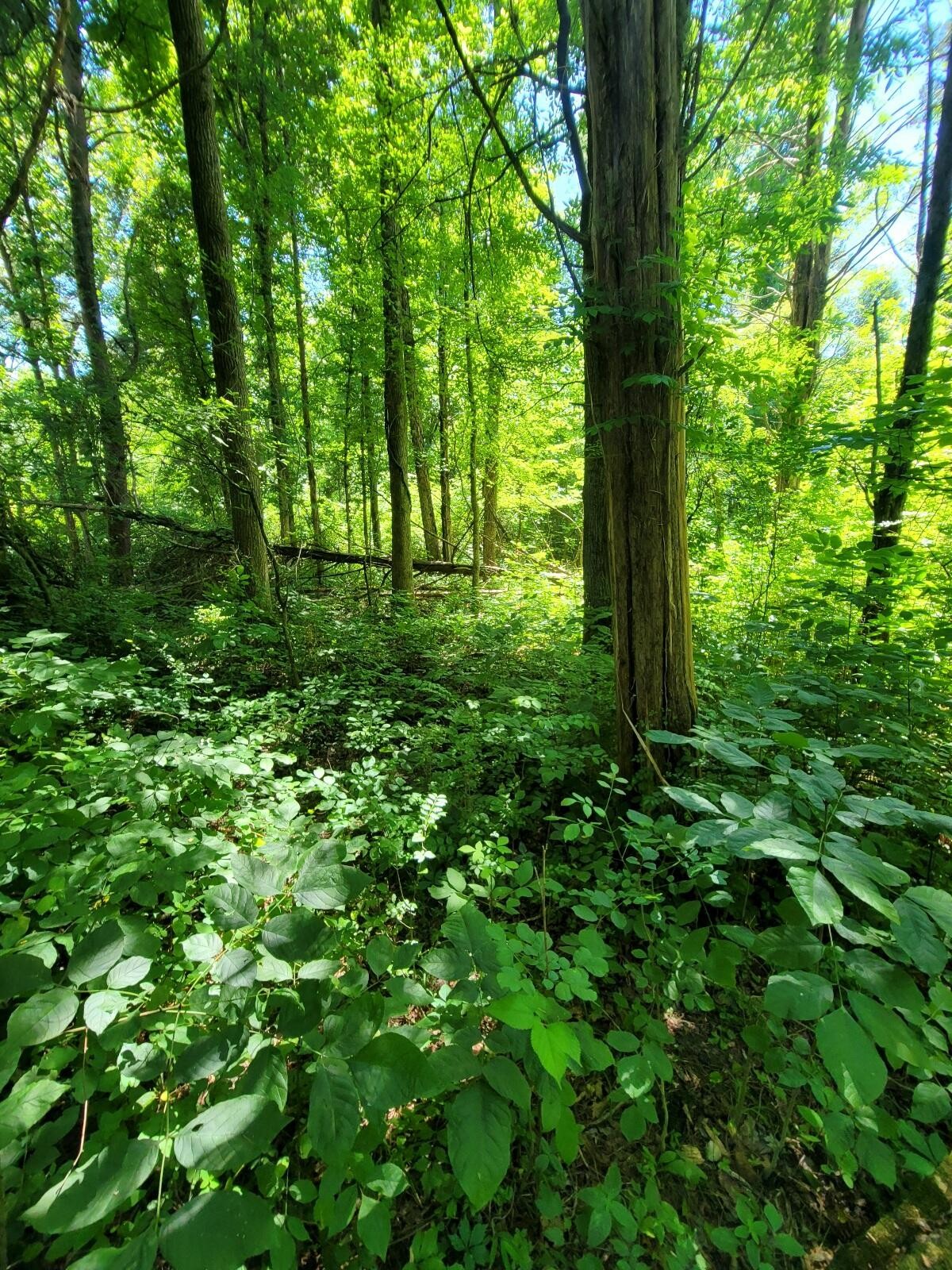 0 Wolf Creek Road Spring City, TN 37381 - Photo 10 of 15