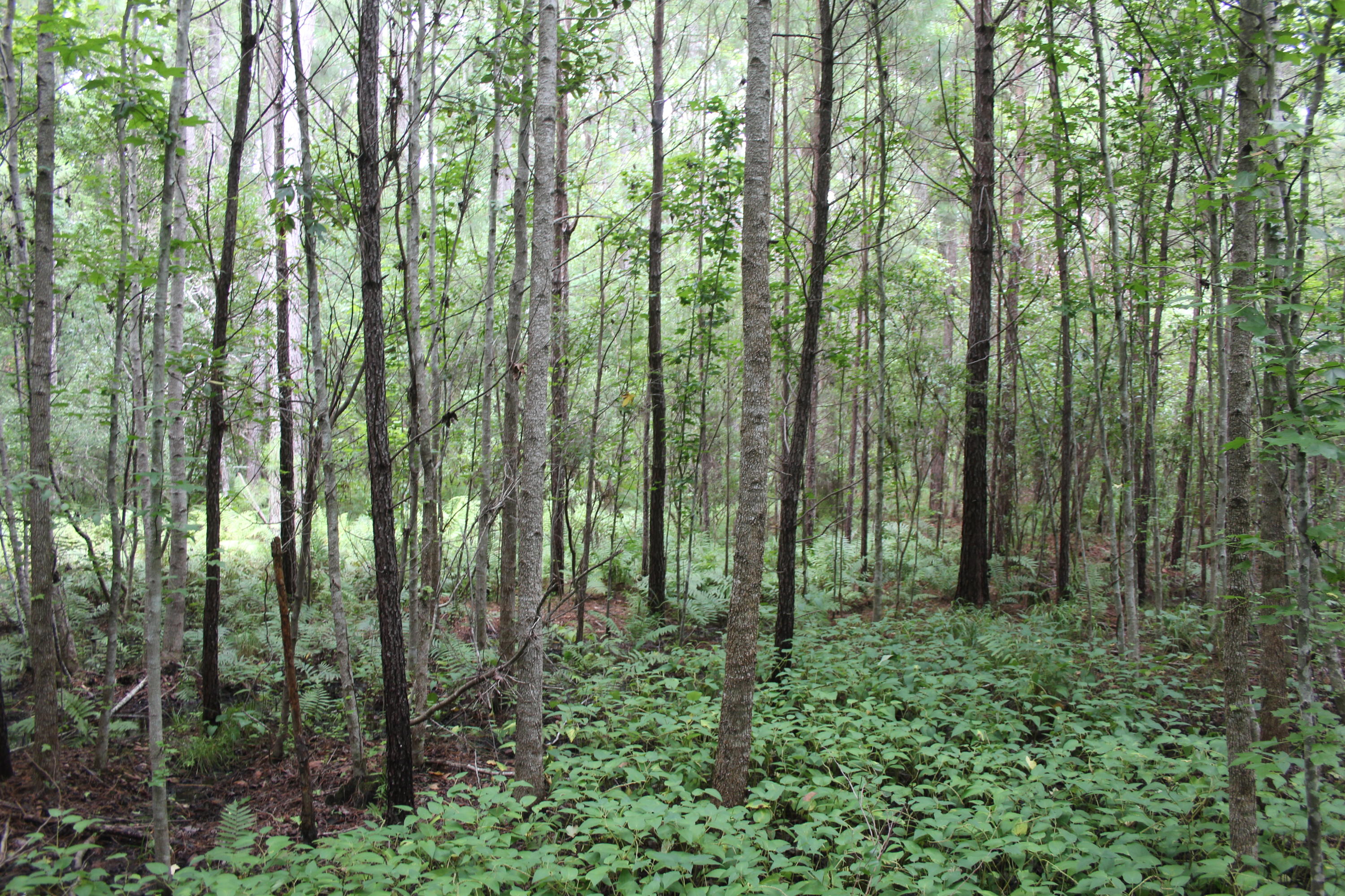 7935 Morris Bing Road Hollywood, SC 29449 - Photo 29 of 31 IMG_7113