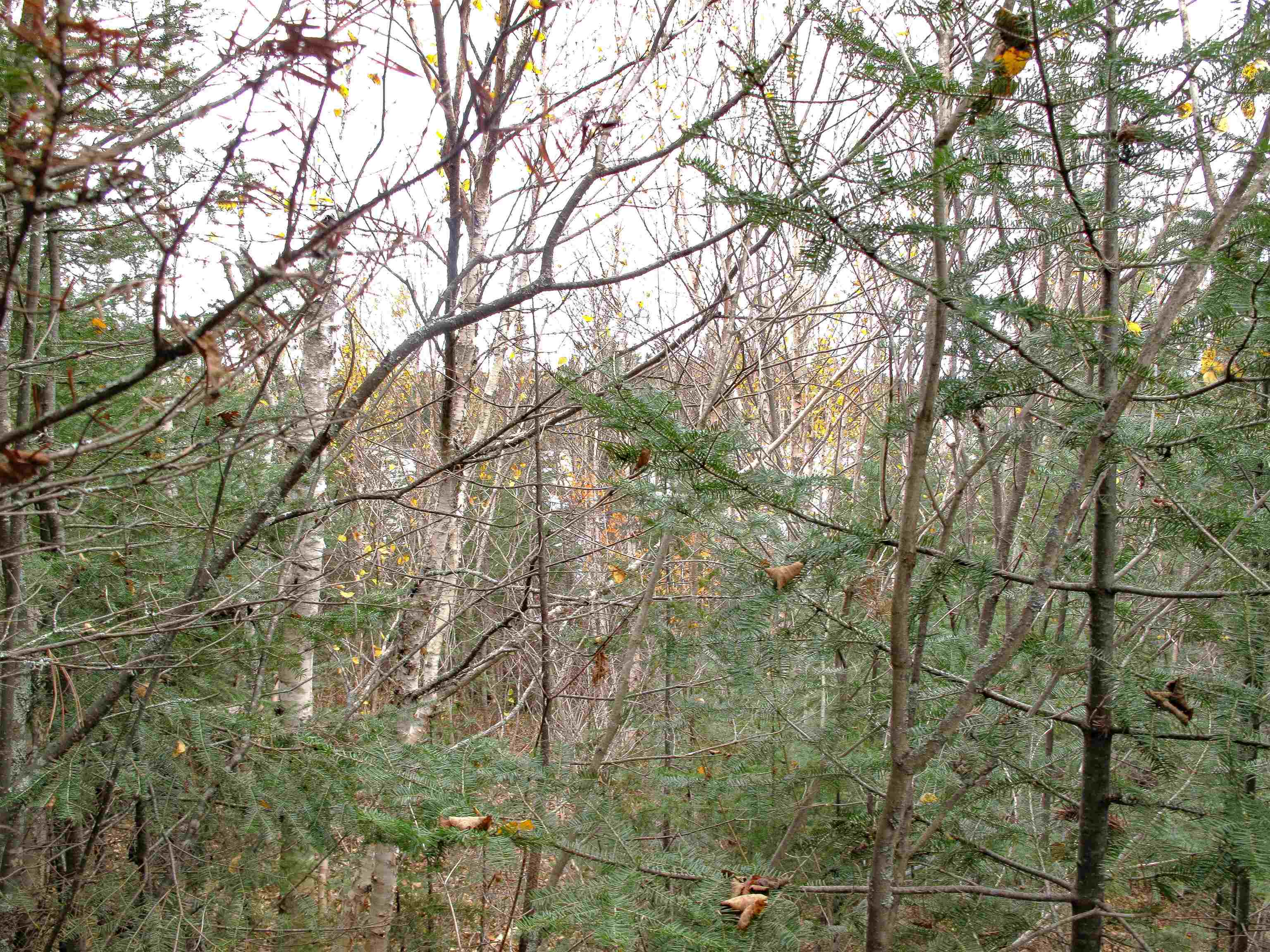 Lot 3 Fullerton Road Grand Marais, MN 55604 - Photo 32 of 39