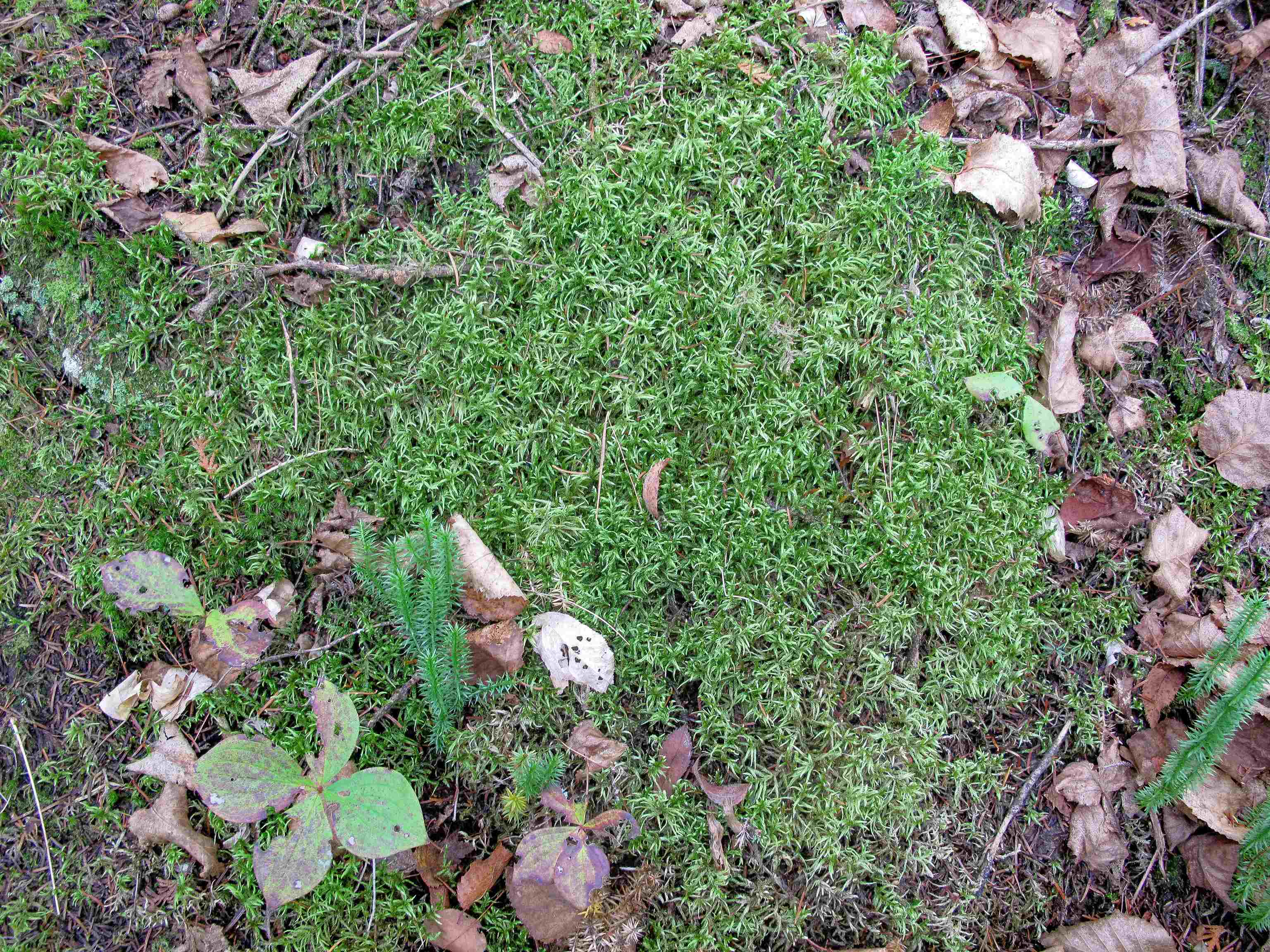 Lot 3 Fullerton Road Grand Marais, MN 55604 - Photo 34 of 39