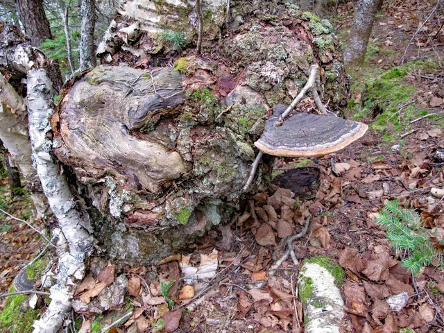 $600,000 | Lot 3 Fullerton Road, Grand Marais, MN 55604