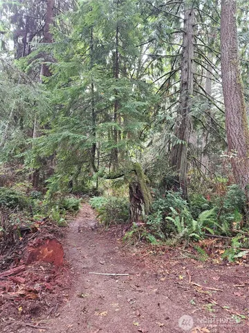 a view of banana tree