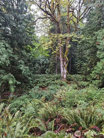 a view of a forest with a tree