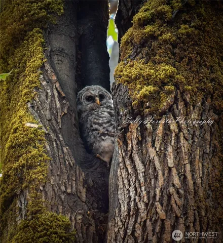 a close up of a plant in a garden