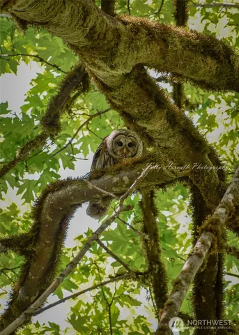 a view of a yard with a tree