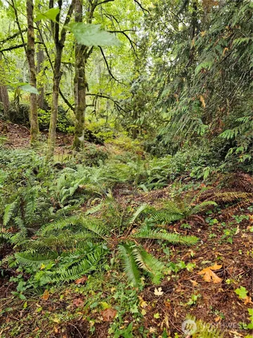 a view of a lush green forest