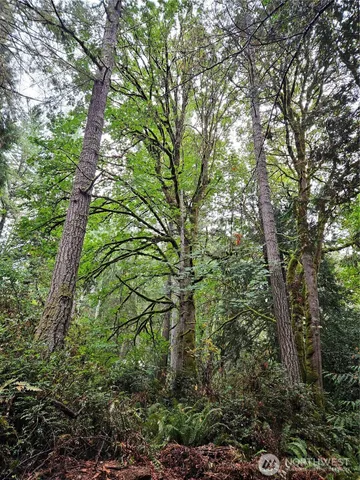a view of forest