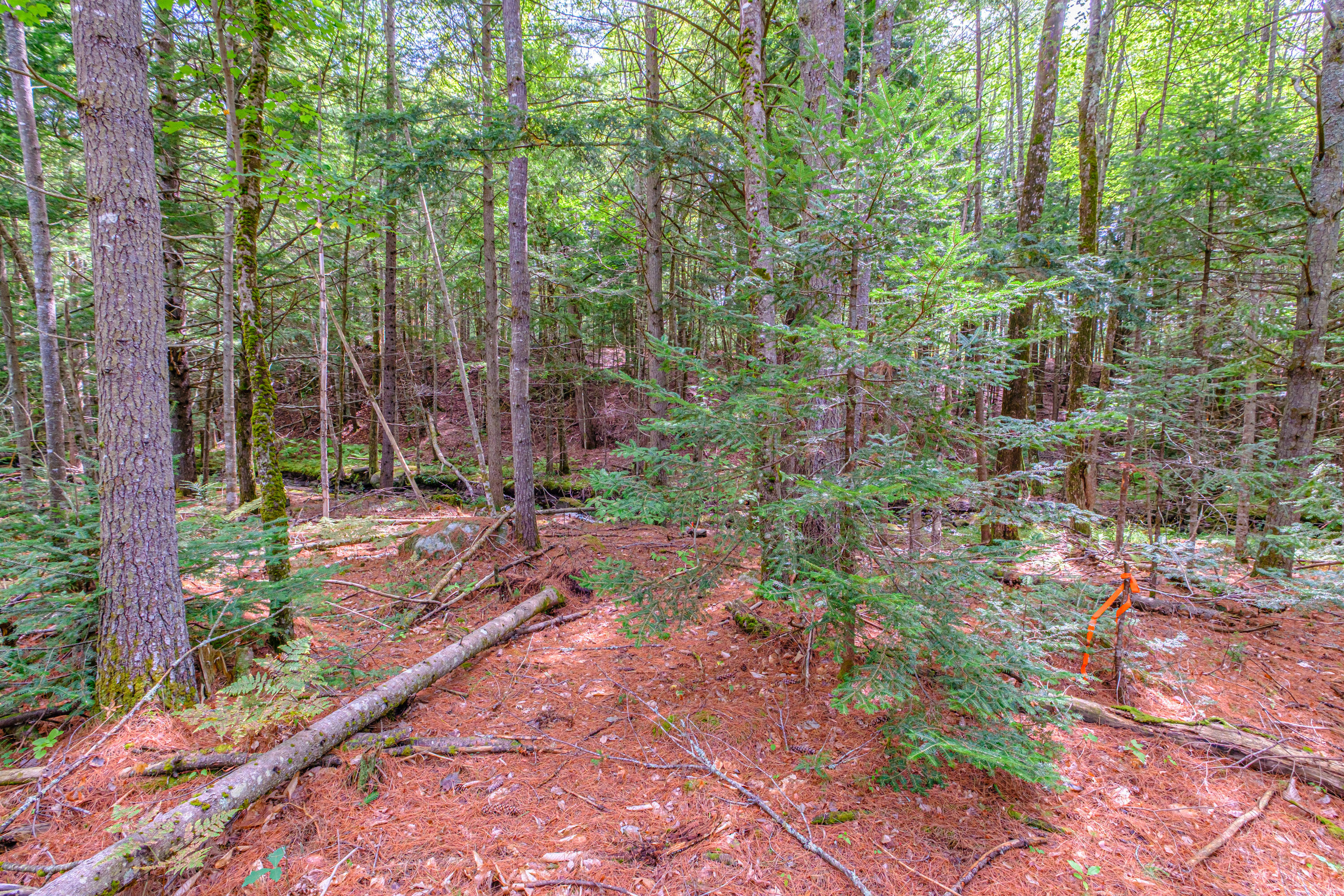 507 Norway Road Harrison, ME 04040 - Photo 64 of 71 20250908gp-60063