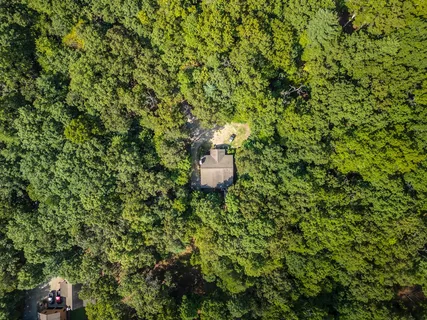 a picture of a tree with a city view