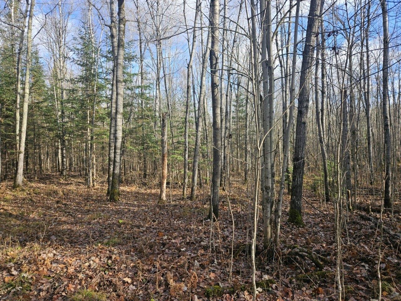 6859 North South Clover Road Winter, WI 54896 - Photo 9 of 11 Gallery Image 9