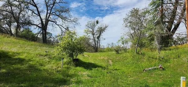 a view of a lush green space