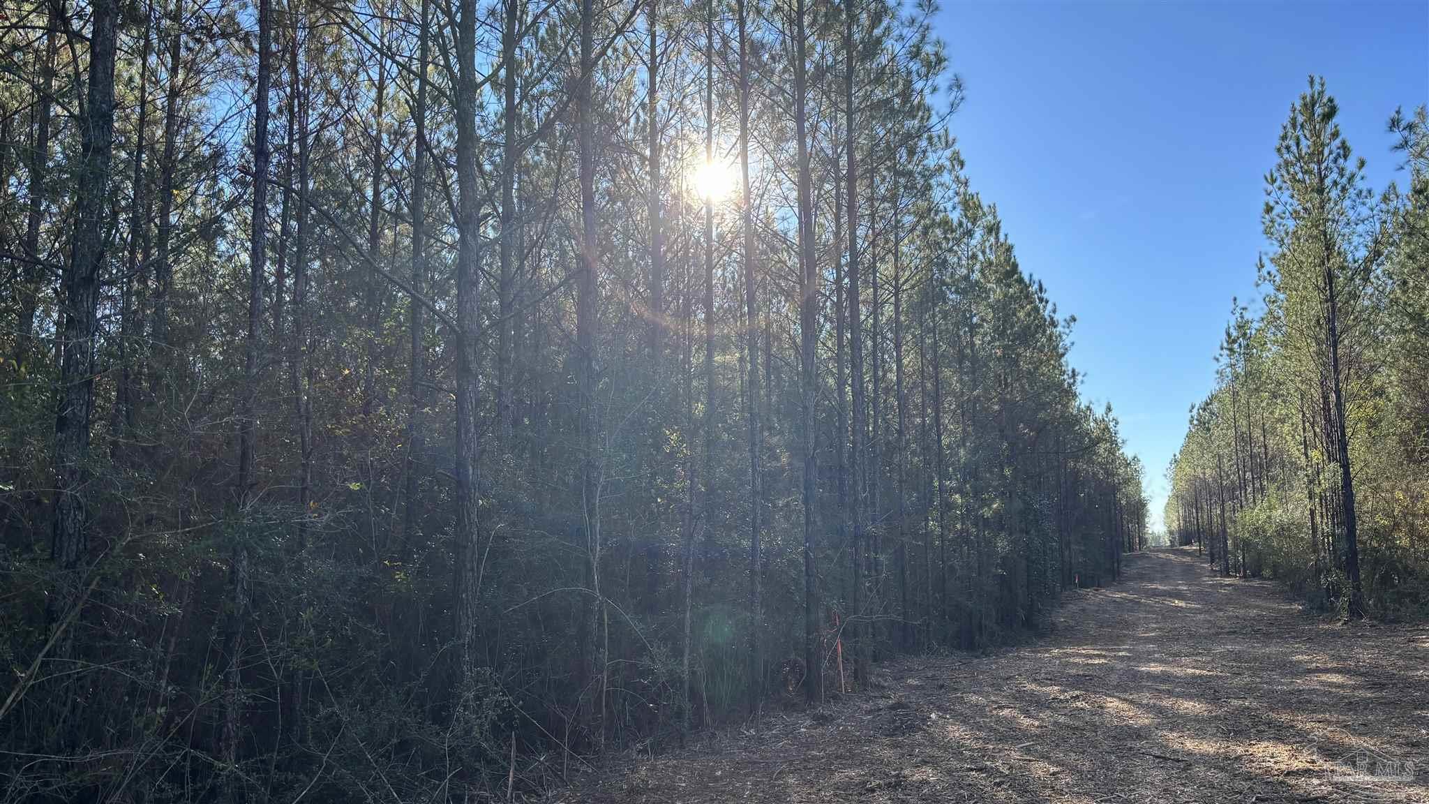 Lot 61 Straw Bridge Road Jay, FL 32565 - Photo 4 of 7