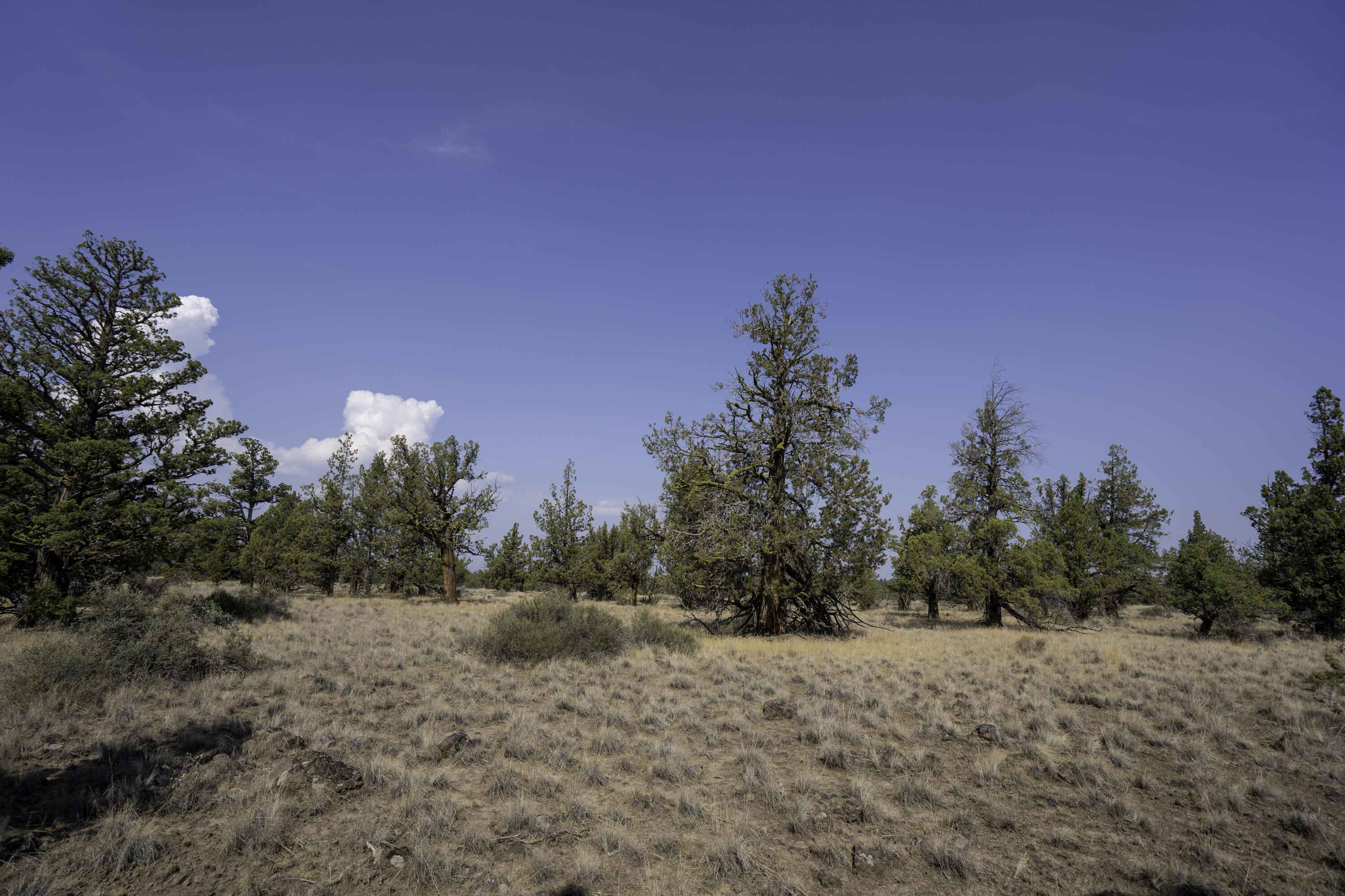 69740 McKenzie Canyon Road Sisters, OR 97759 - Photo 35 of 45 High Desert Juniper