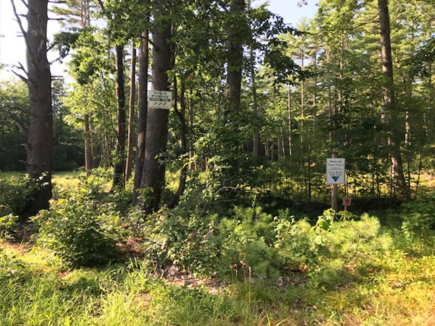 72 Town Farm Road Shapleigh, ME 04076 - Photo 28 of 33 Town forest