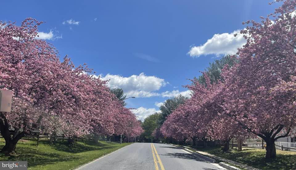 13 Pickering Court, Unit 1302 Germantown, MD 20874 - Photo 44 of 50 Cherry blossoms on Waters Landing Drive.