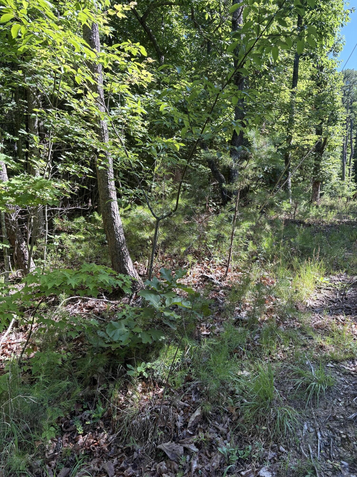 2 Old Furnace Road Tellico Plains, TN 37385 - Photo 5 of 18 Gallery Image 5