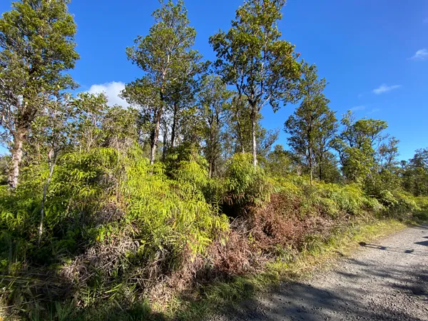 a view of a plant with a tree