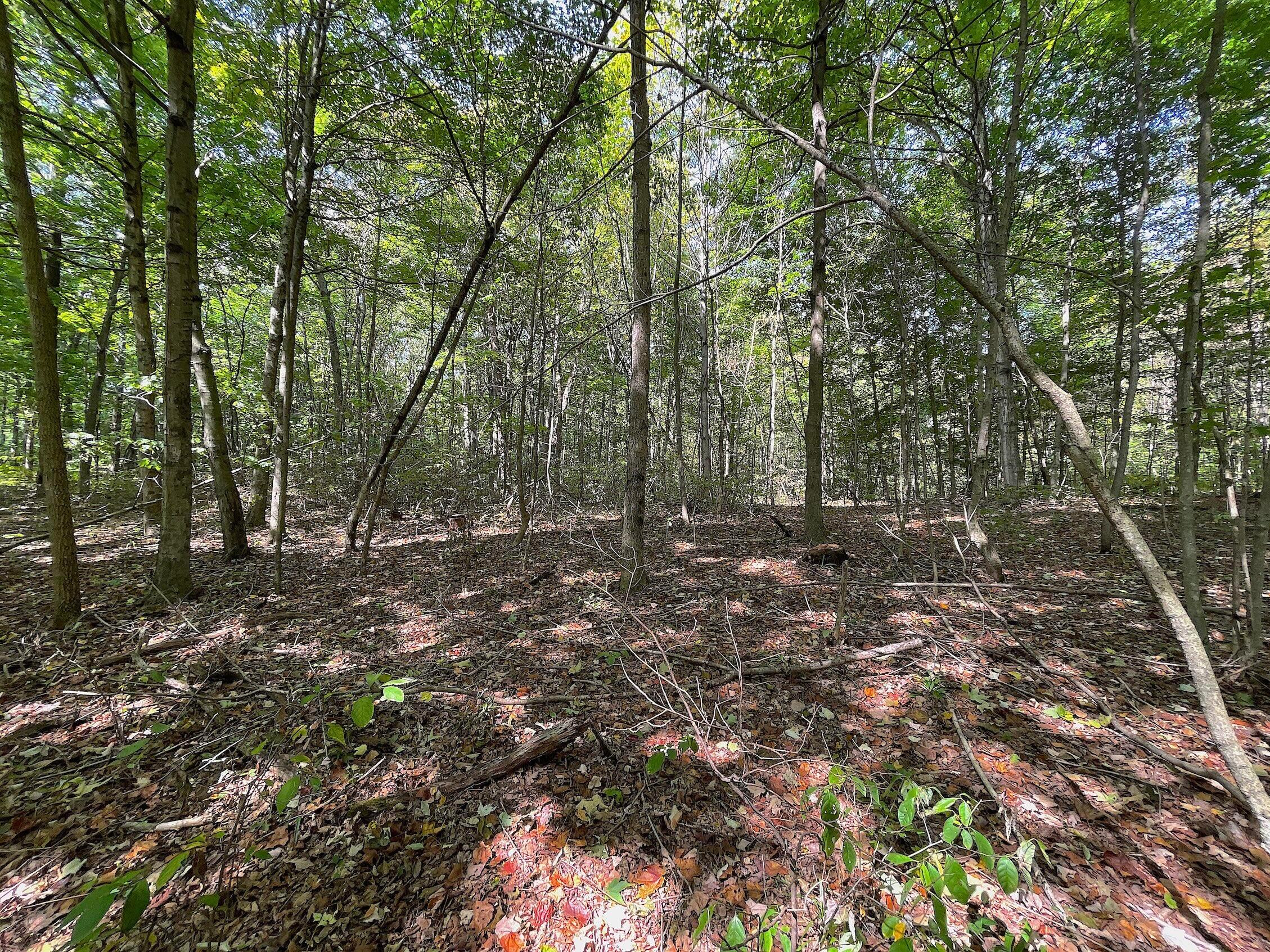 0 Porter Run Road Frankfort, OH 45628 - Photo 25 of 51 IMG_3237