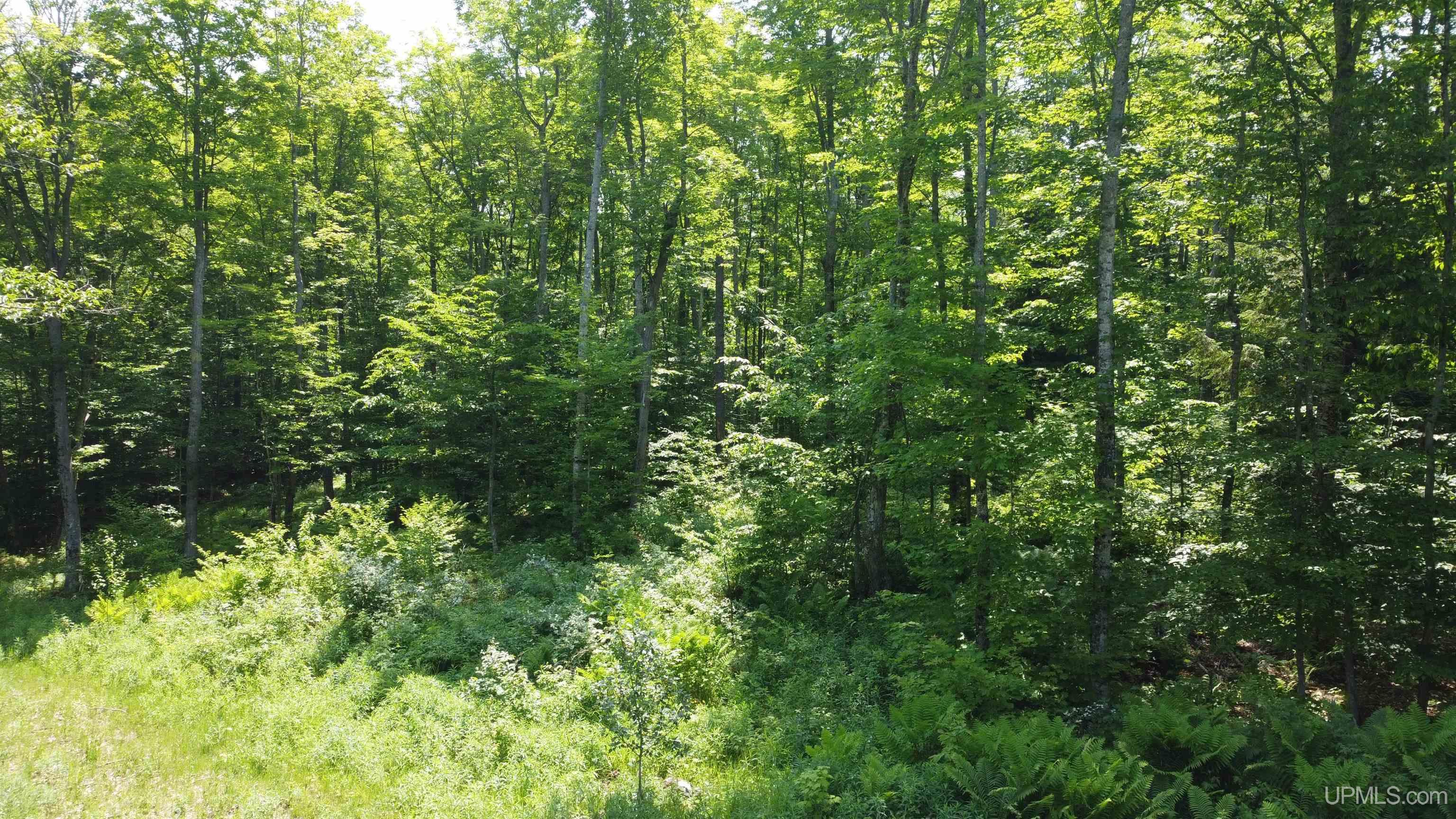 On East Shingleton Road Shingleton, MI 49884 - Photo 22 of 32