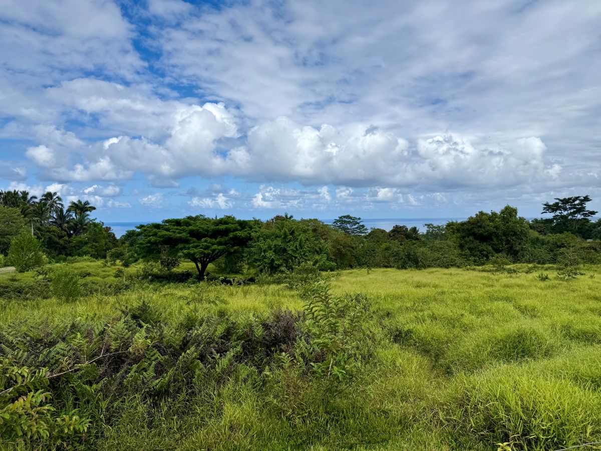 Lot A Puu Moi Road Papaikou, HI 96781 - Photo 2 of 9