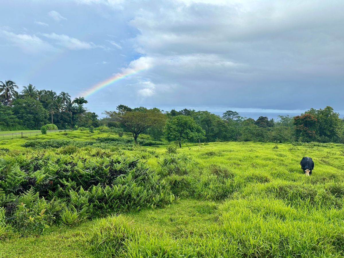 Lot A Puu Moi Road Papaikou, HI 96781 - Photo 5 of 9 a view of a green field with lots of bushes