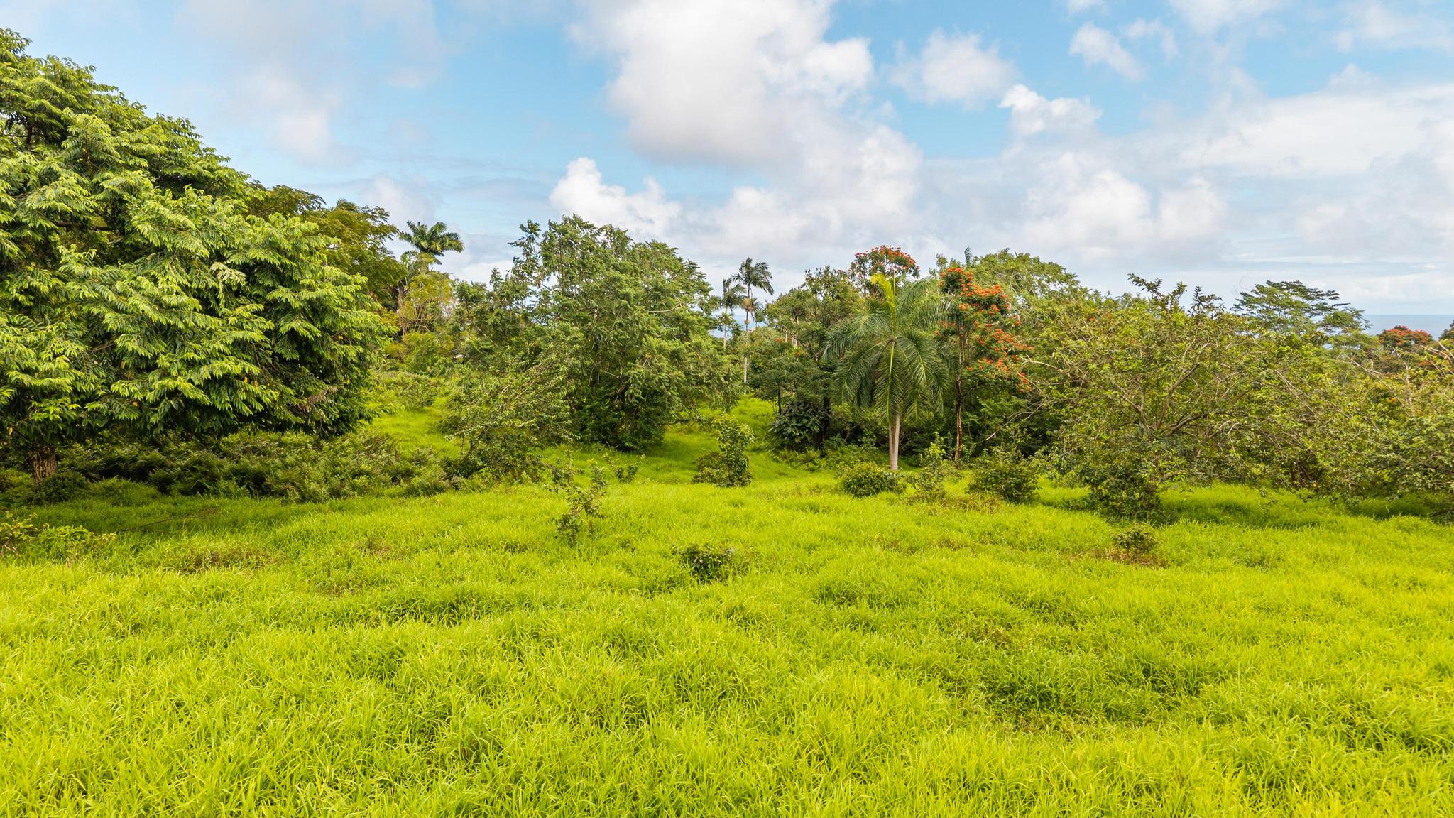 Lot A Puu Moi Road Papaikou, HI 96781 - Photo 6 of 9 a view of a big yard with lots of green space