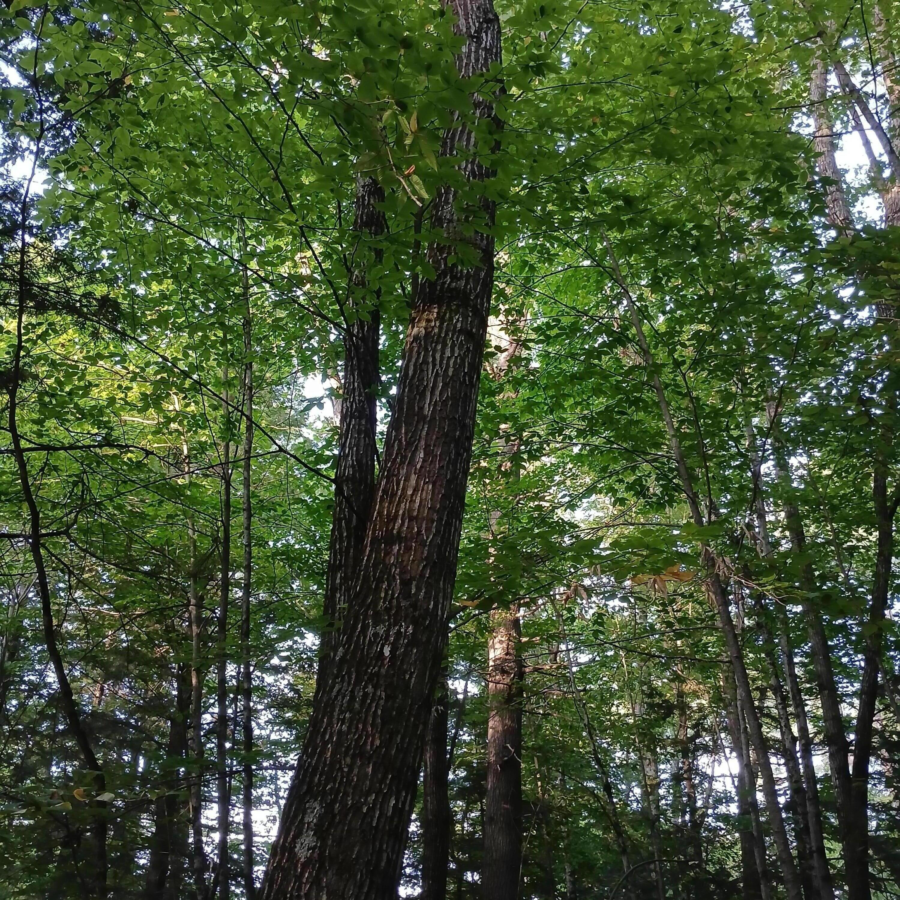 Mature trees