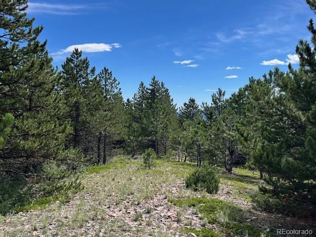 7 Tc Road Dumont, CO 80436 - Photo 7 of 9 a view of a forest