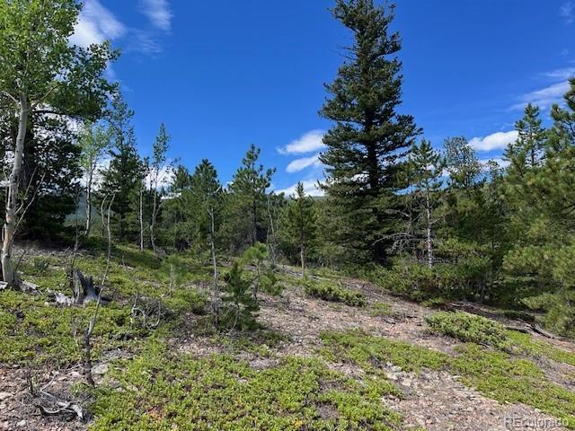 7 Tc Road Dumont, CO 80436 - Photo 8 of 9 a view of a lush green forest with lots of trees