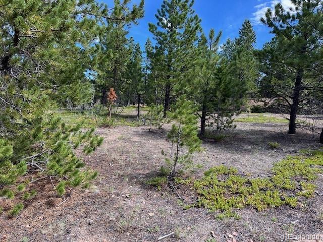 7 Tc Road Dumont, CO 80436 - Photo 9 of 9 a view of a forest with trees in the background
