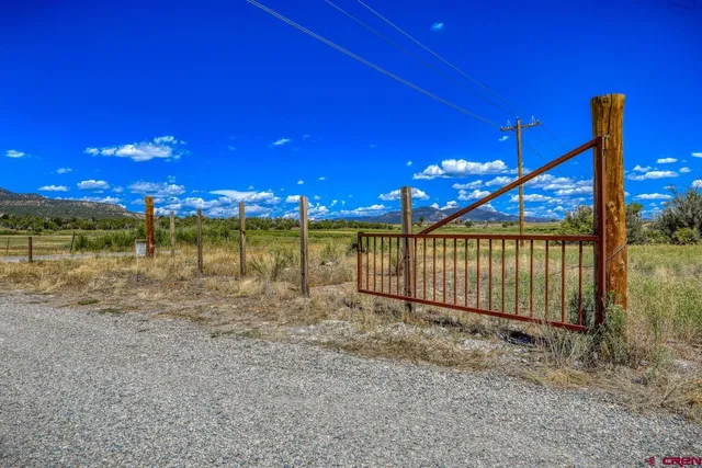 a view of a tree in a yard