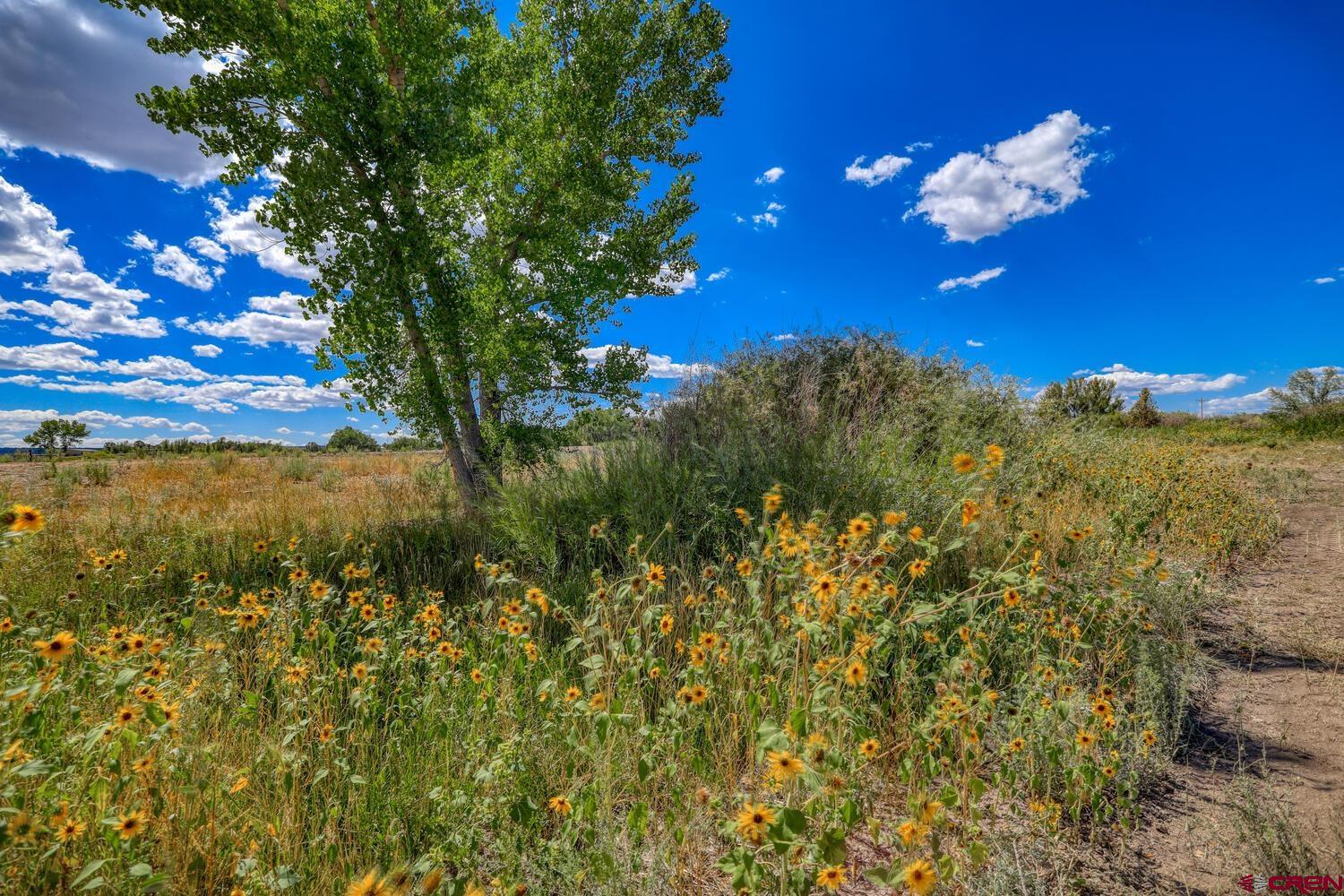 13806 State Highway Ignacio, CO 81137 - Photo 24 of 45 a view of a tree in a yard