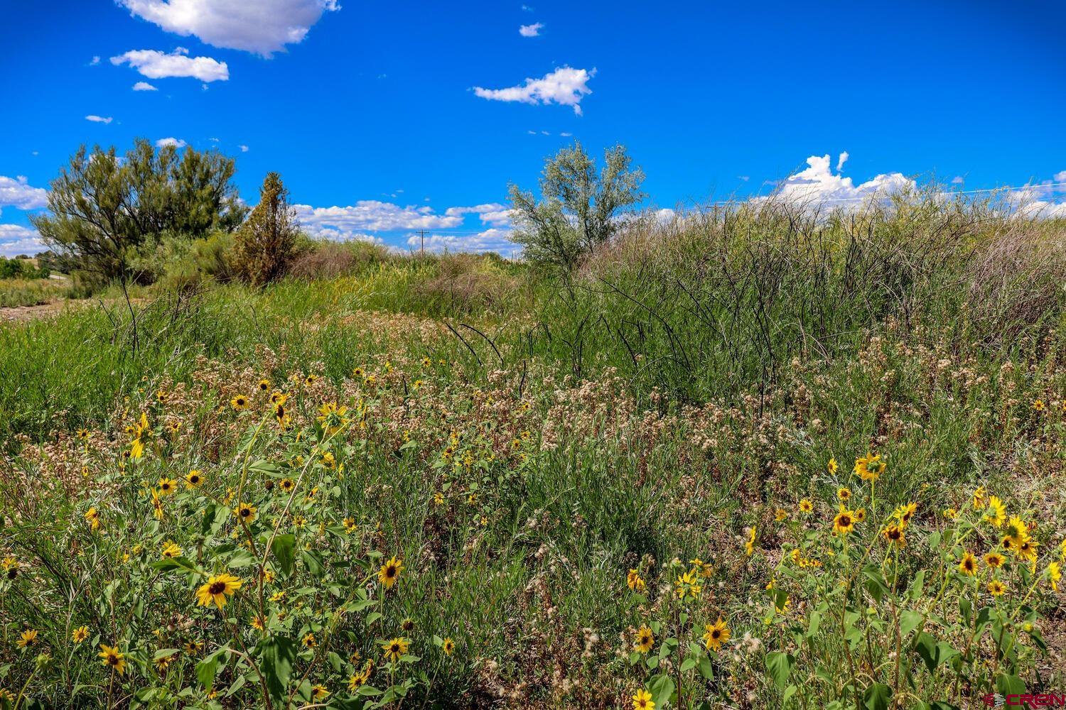13806 State Highway Ignacio, CO 81137 - Photo 31 of 45 a view of a flower in a garden