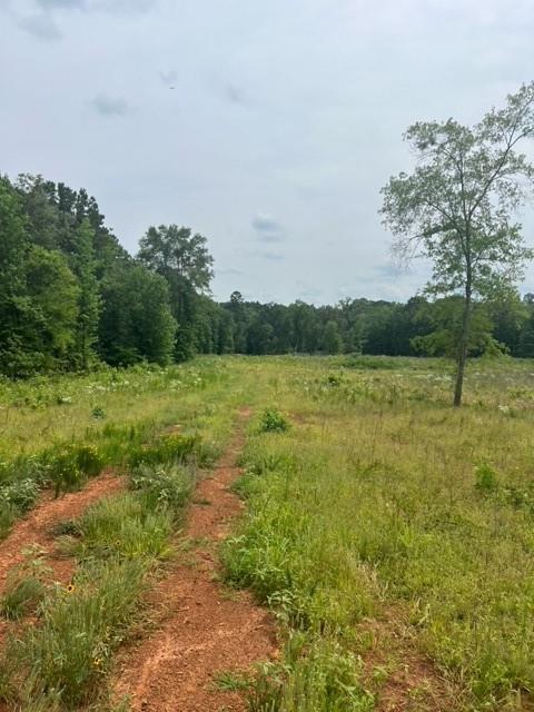 280 Abe Martin Road Plain Dealing, LA 71064 - Photo 2 of 7 View of woods