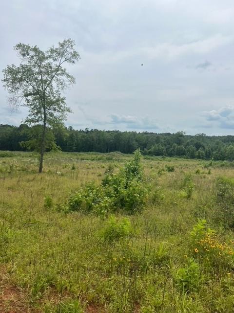 280 Abe Martin Road Plain Dealing, LA 71064 - Photo 4 of 7 View of nature with rural landscape