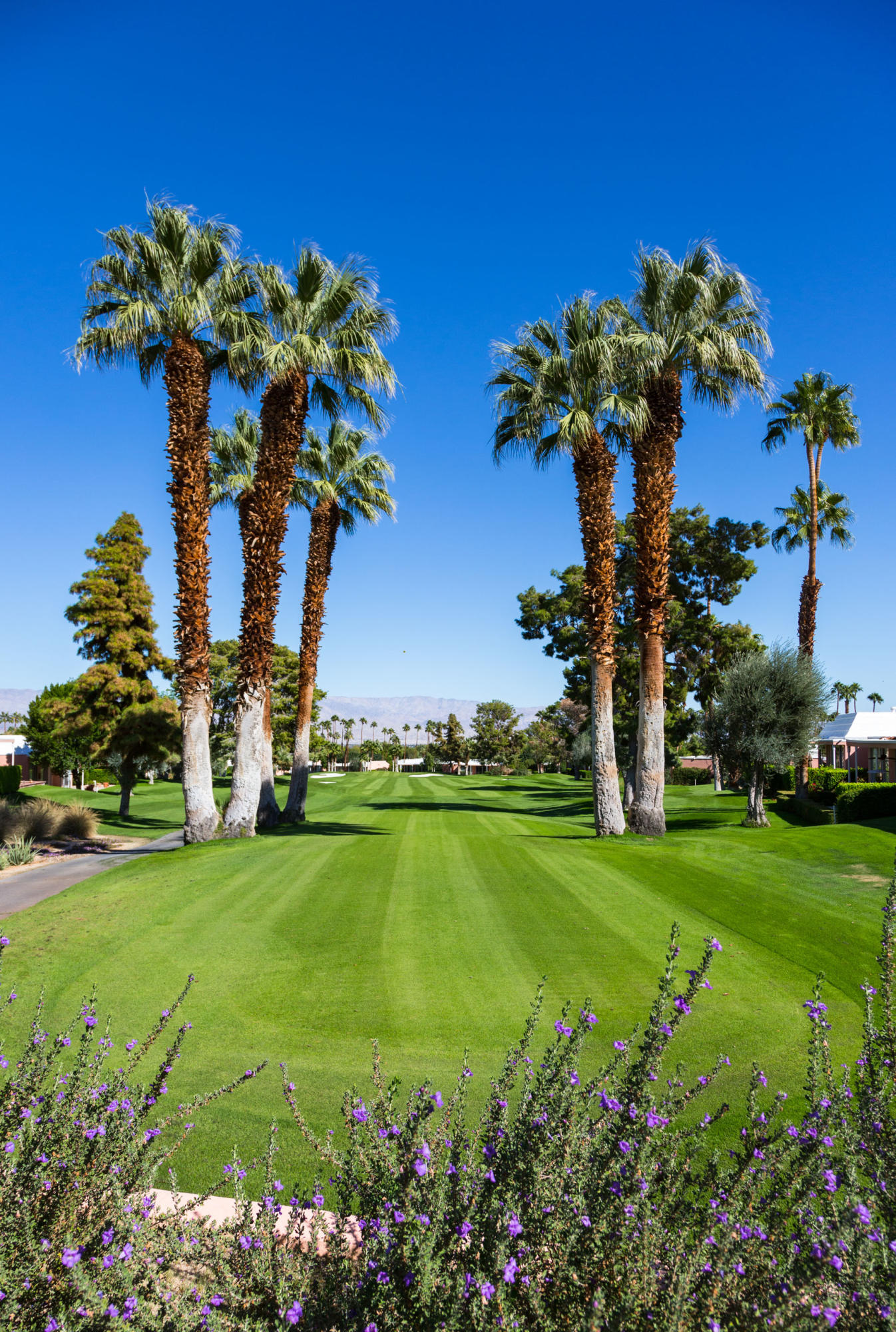 47420 Rabat Drive Palm Desert, CA 92260 - Photo 24 of 50 a view of a garden with a flower in a garden