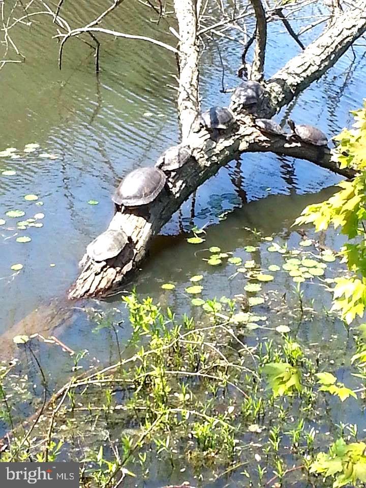 9303 Winbourne Road Burke, VA 22015 - Photo 80 of 80 Turtles, herons, geese and other life at the lake