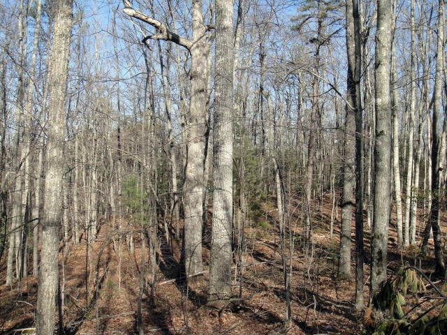 Tbd Tbd Reese Harmon Ridge Road Lashmeet, WV 24733 - Photo 1 of 1 Gallery Image 1