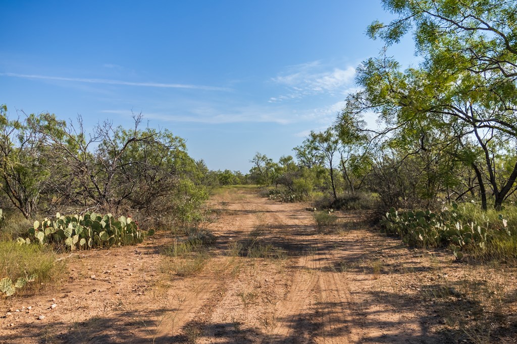 2280 County Road 4606 Paint Rock, TX 76866 - Photo 19 of 55 a view of a yard with an trees