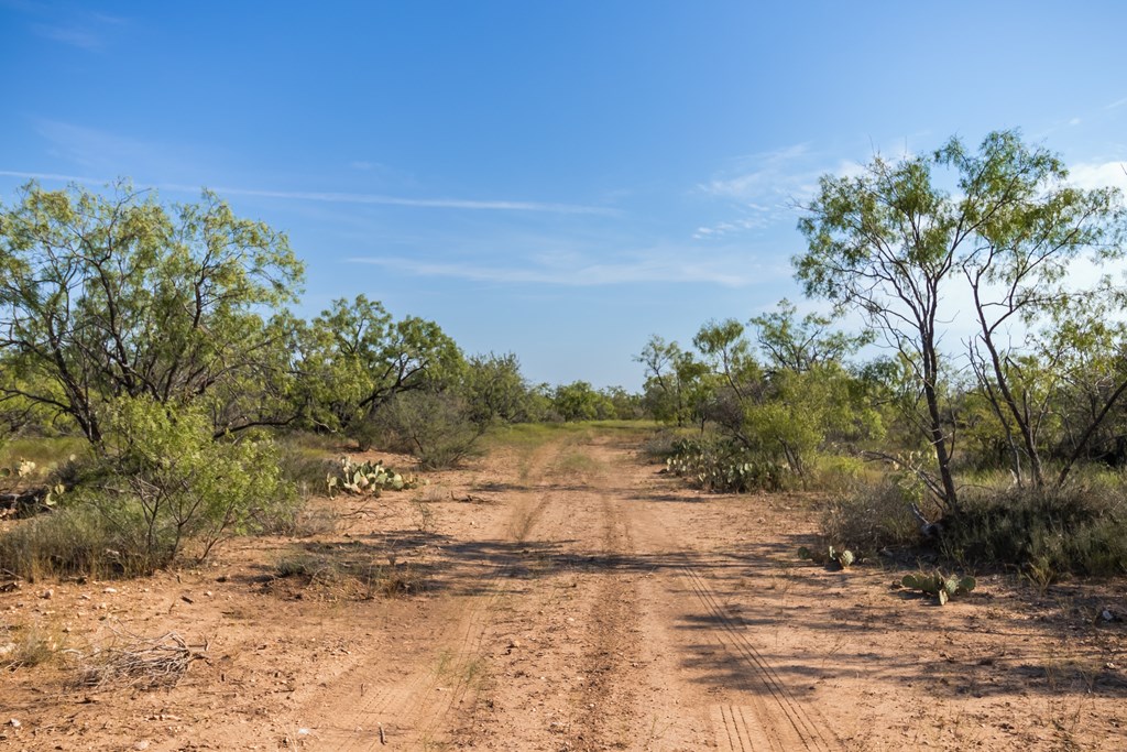 2280 County Road 4606 Paint Rock, TX 76866 - Photo 20 of 55 a view of a yard with a tree